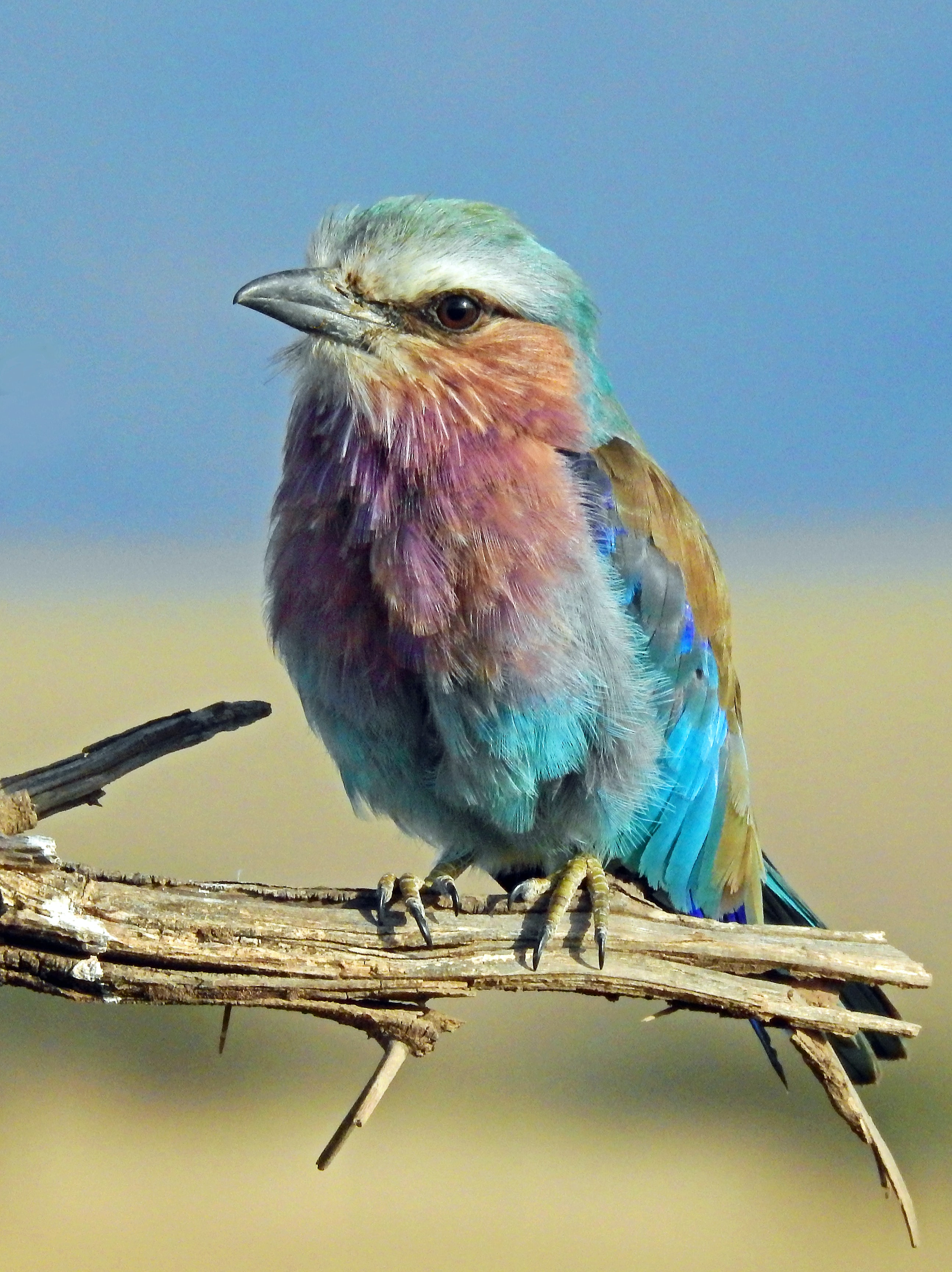 photographie nommée Rainbow Bird