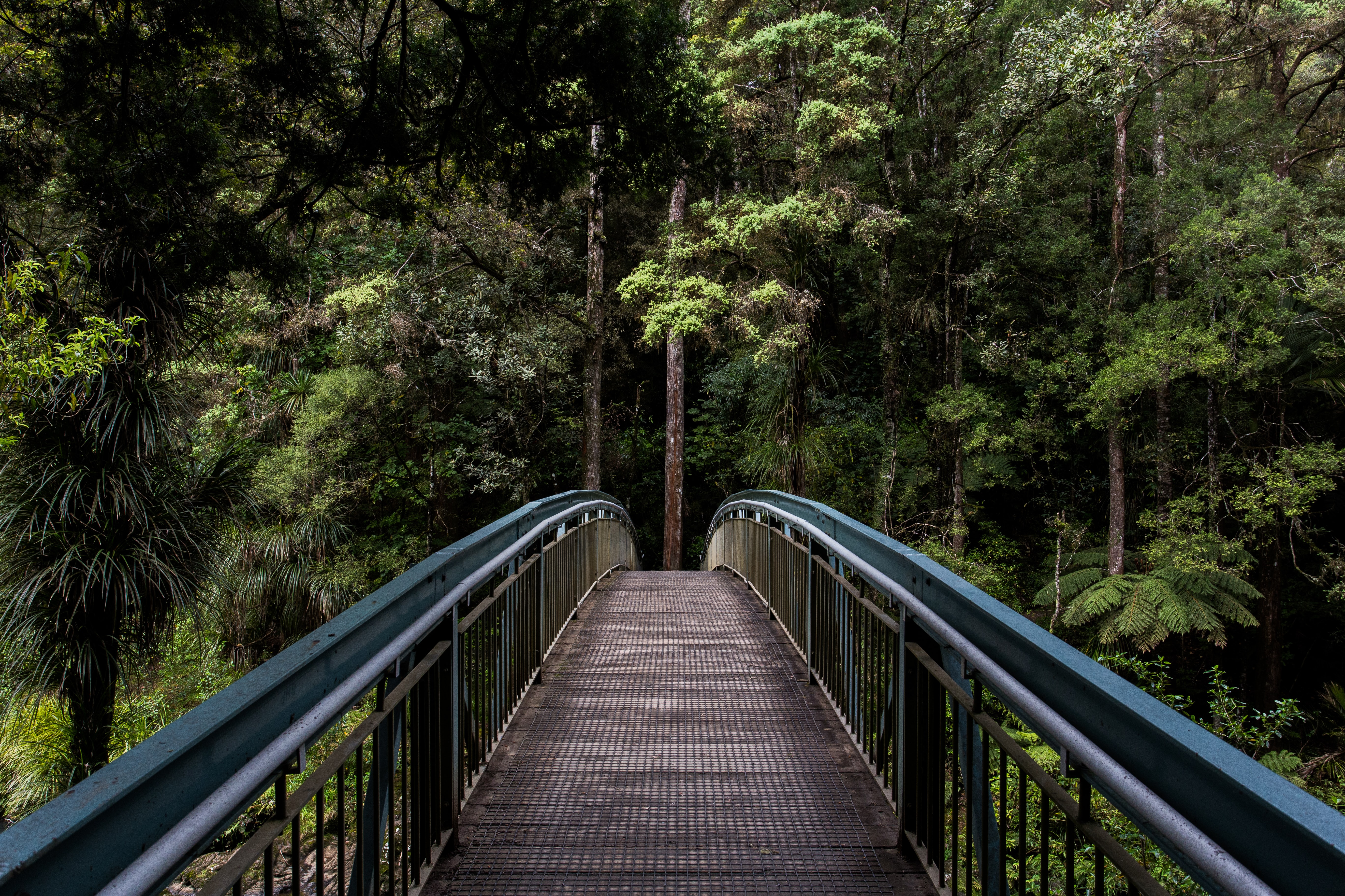 photographie nommée Bridge into the Forest